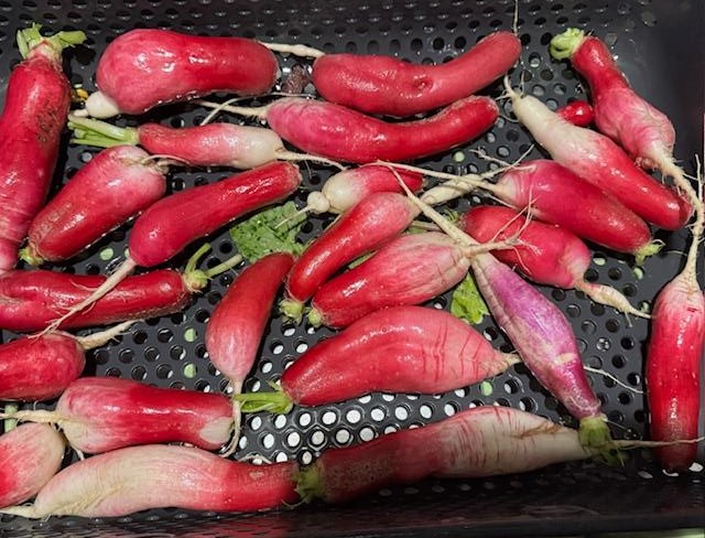 This is what is left of our harvest. They are washed and ready for purchase now.