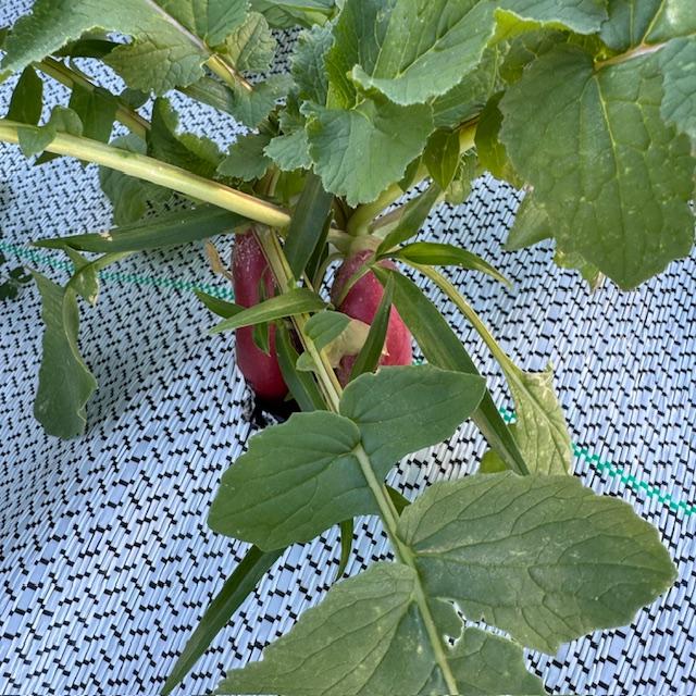 Want to pick some French Breakfast radishes and take them home? We have some right now as well as Swiss chard and arugula that are ready.