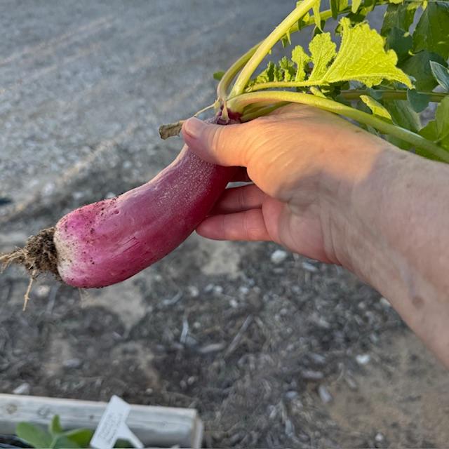 This is a French Breakfast radish that I just picked.