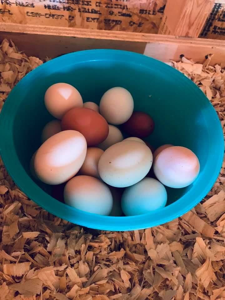 The chickens are really putting out in this heat. I am getting at least 20 eggs a day now.