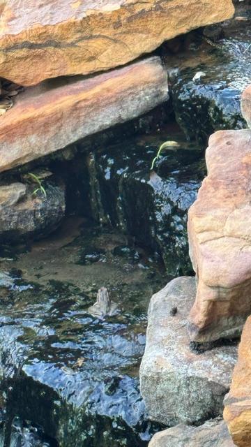 When I fed the fish this morning, I found this frog.