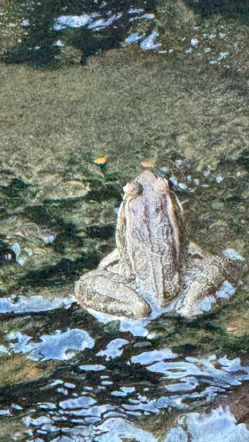 Here is a closeup of the frog.