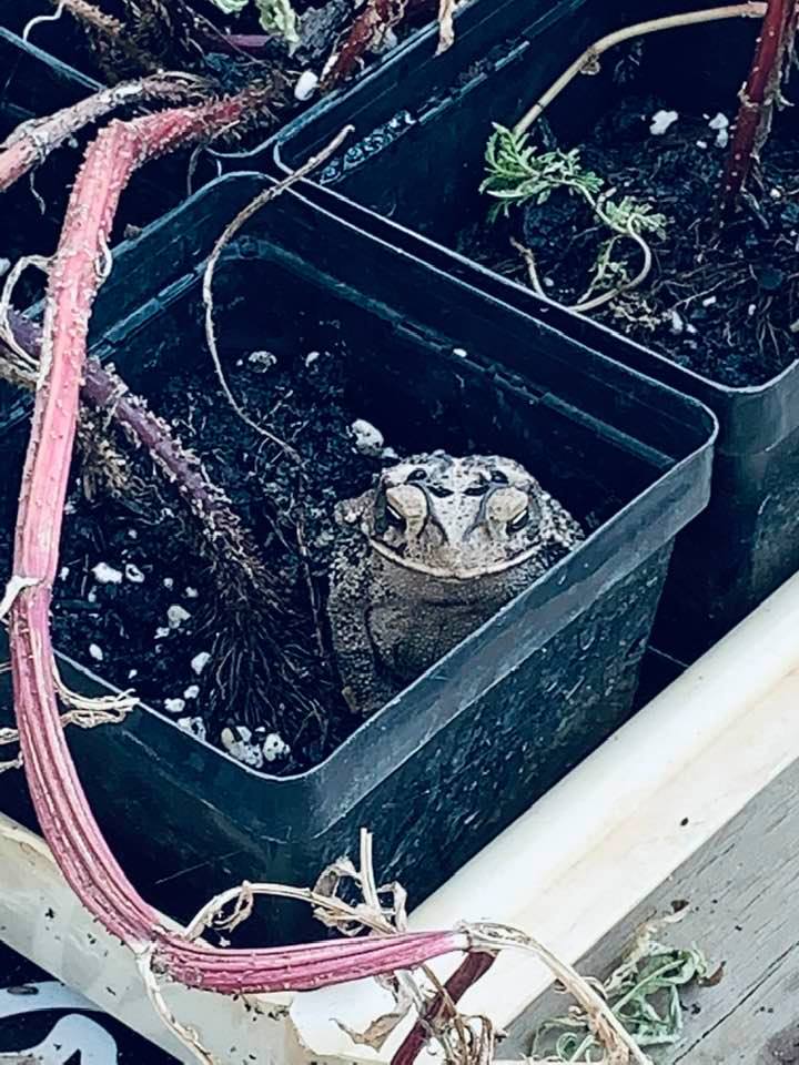Look at this silly frog living in a pot with a marigold plant.