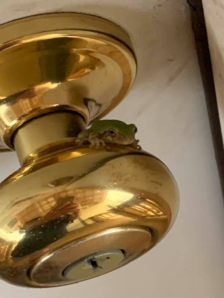 The frog on this doorknob scared me after I had seen a snake this morning. I screamed and I'm surprised he did not hop off.