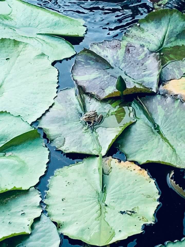 This crazy frog was sitting on a lily pad this morning. I saw him while I fed this fish this morning.