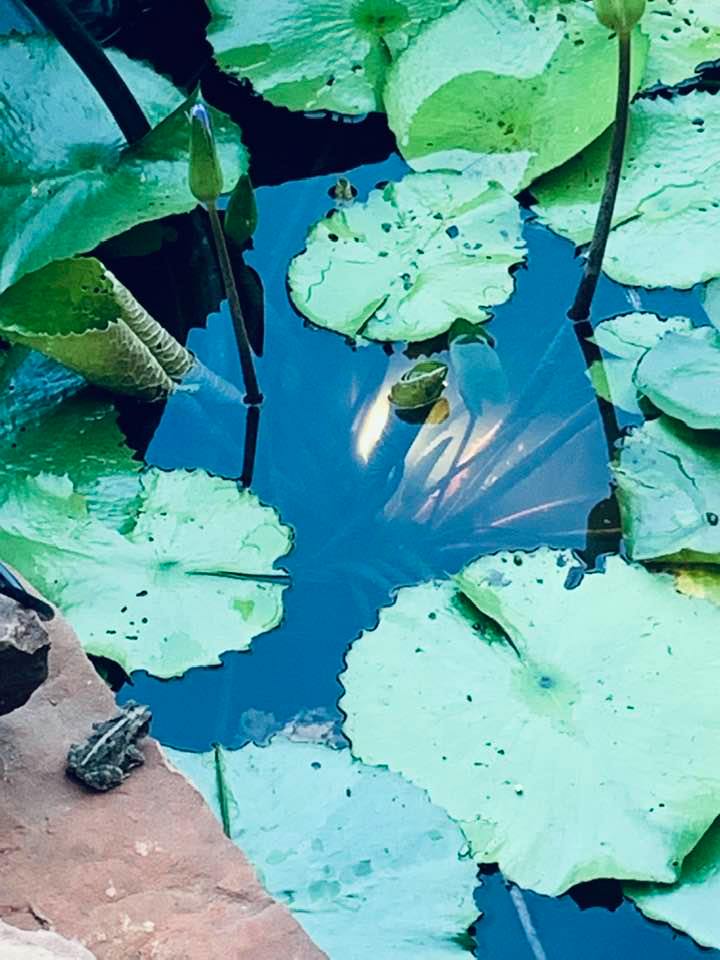 This frog was studying our lily pads, trying to find a way to make some business growth, I would guess. This frog was studying our lily pads, trying to find a way to make some business growth, I would guess.