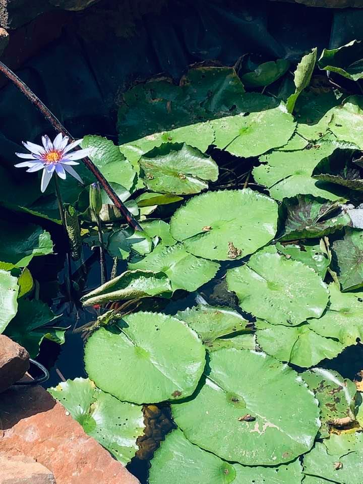 There are 12 frogs in this photo of our lily pad pond.