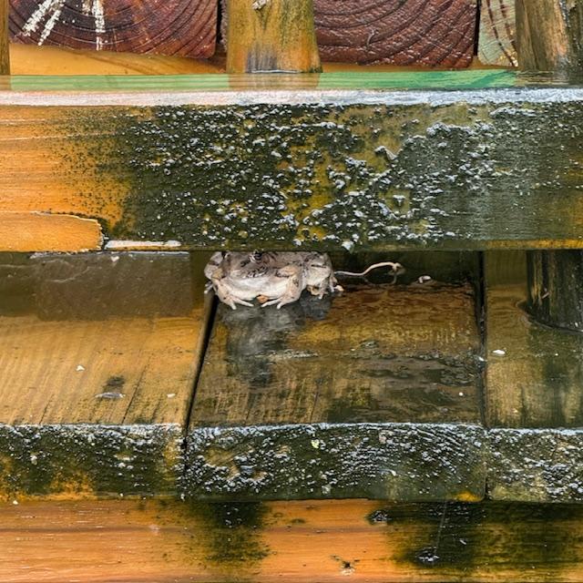 Here is the culprit making Trump bark.