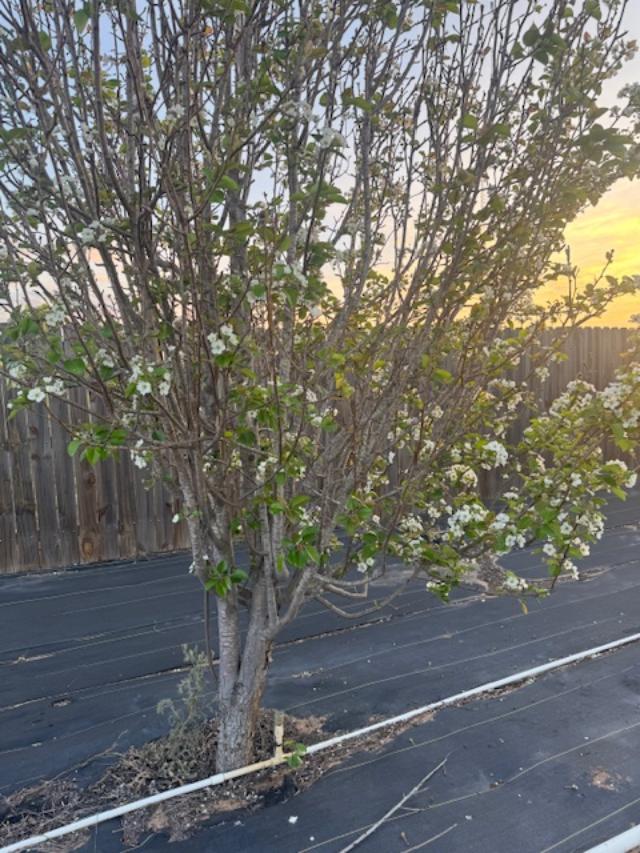 Our fruit trees are in bloom across the orchard.