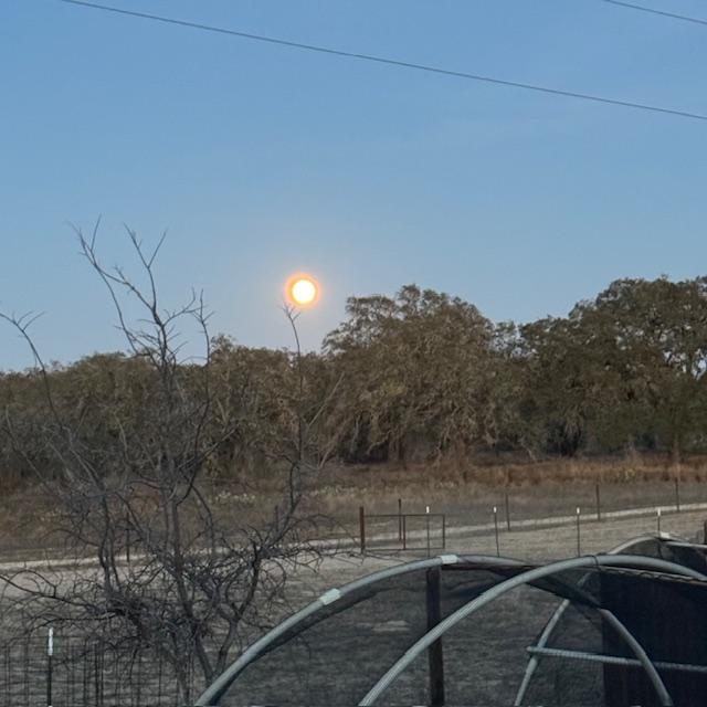 As I was making dinner, the full moon rose and it looked so bright and orange. The camera did not do it justice by any means.