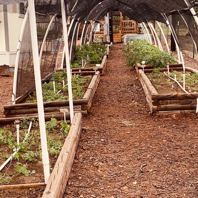 These are some of the garden beds growing over by the Farm Store. Everything is greening up nicely.