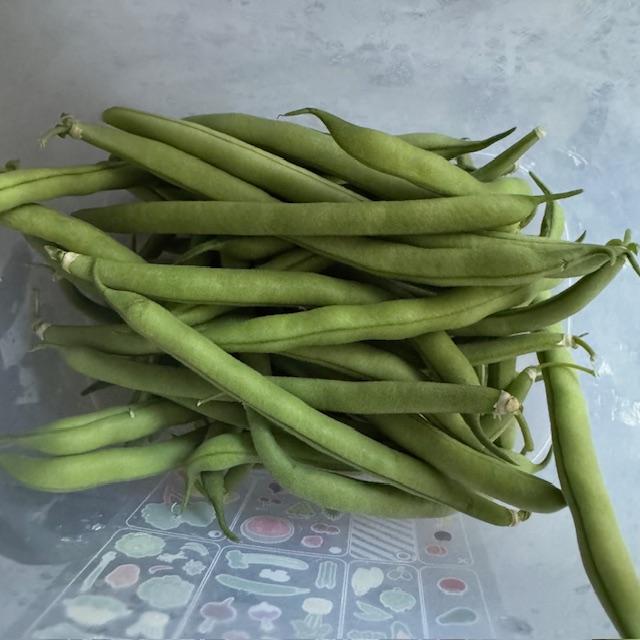 Green beans are another garden favorite of mine. They taste nothing like a can of green beans. Grow some and you will taste the difference! Green beans are another garden favorite of mine. They taste nothing like a can of green beans. Grow some and you will taste the difference!