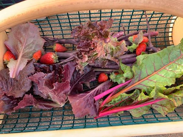My lovely garden haul.