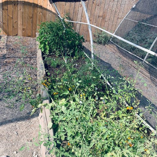 Tilling soil for the garden is fine. Don't let the no till folks tell you that you are gardening wrong. Likewise, let them garden the way they want to.