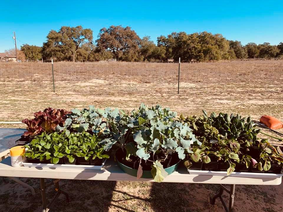 Plants from greenhouse we grew from seed are being hardened off to be planted in the garden area. Matt V. planted them all in the raised beds today.