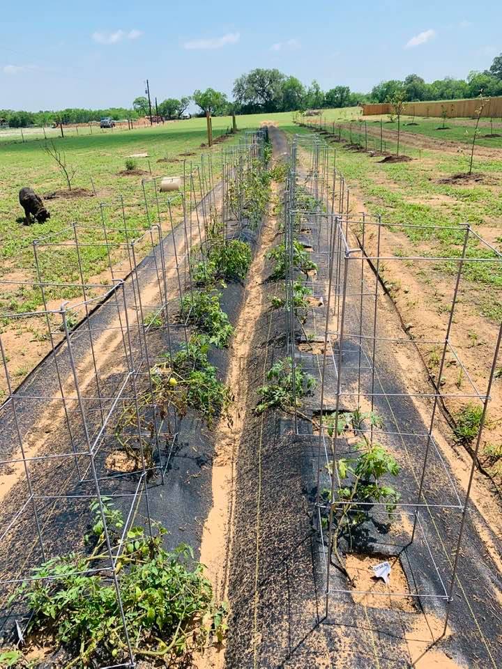 Garden rows out in between our rows of orchard trees...