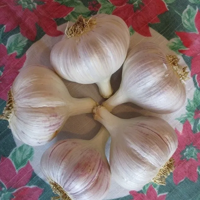 Plant Garlic Bulbs In The Fall
