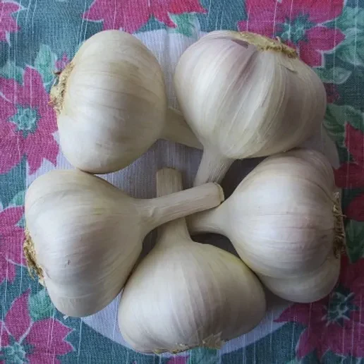 garlic3