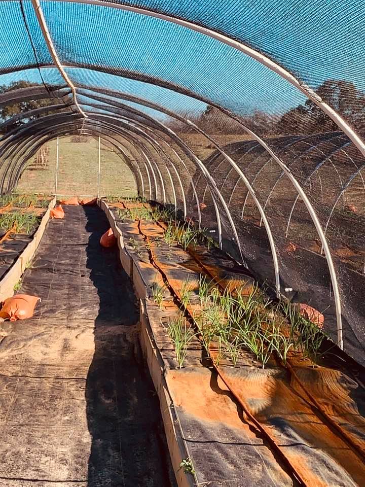 Garlic planting is all part of October on the farm.