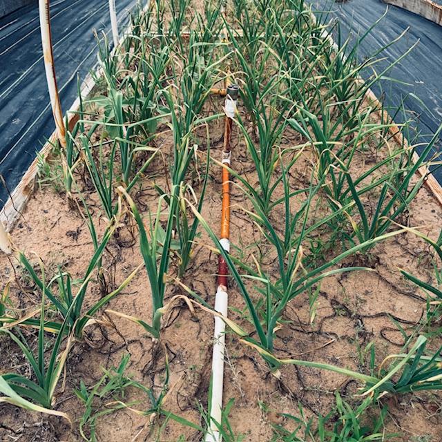 I took this photo of garlic in our garden today.