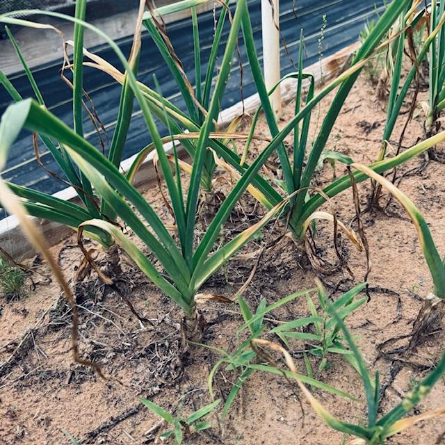Here is an up close photo of garlic in our garden.