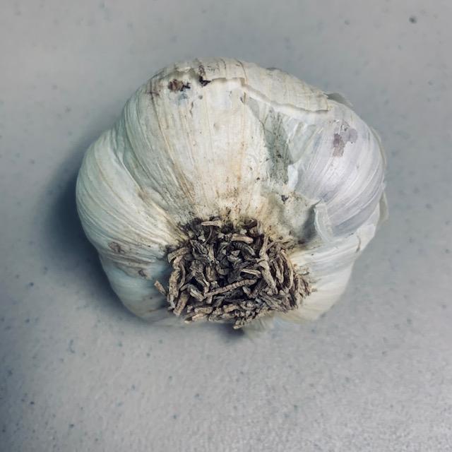 This garlic bulb is ready to be taken apart, clove by clove, to be planted now. Then in 8 months, you can harvest it all. Braid stems and hang to dry out.