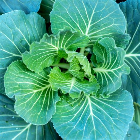 Georgia Southern Collard Greens is tenth on our Top Ten Easiest Vegetables To Grow From Seed List.