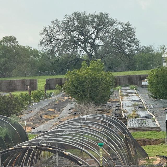 This back gate opens a lot in the wind if it is not properly secured. Everything is green and pretty right now.