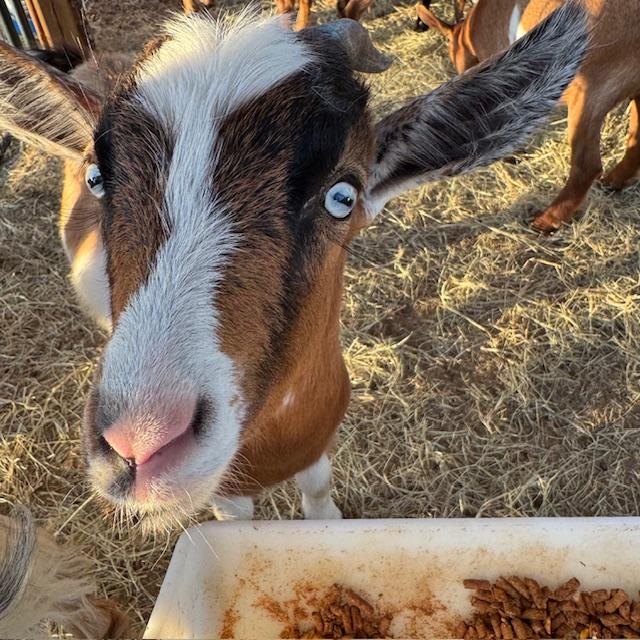 George managed to jump out of the pen on Sunday and trot all around my orchard. Good thing he was hungry or he might not have come to me.