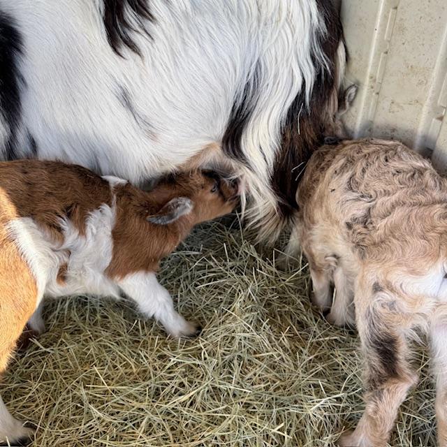 George, on the left, was pretty hungry when I took him in to Trixie. Gracie is on the right but she was a good girl and stayed inside. George, on the left, was pretty hungry when I took him in to Trixie. Gracie is on the right but she was a good girl and stayed inside.