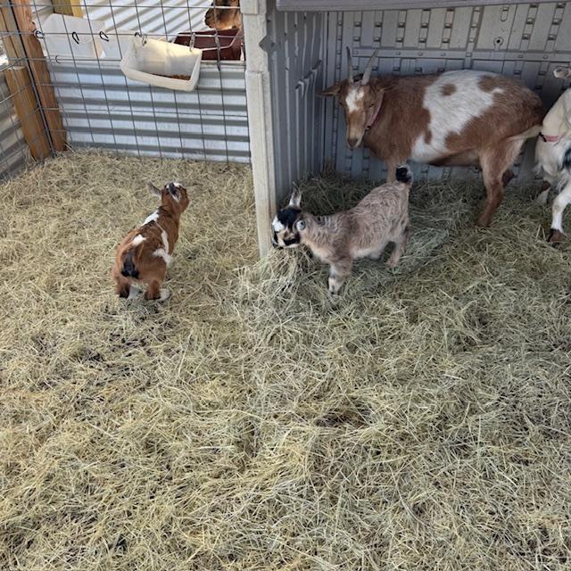 George, Gracie, Alice, and part of mom, Trixie. In the upper left, you can see Norton (dad).