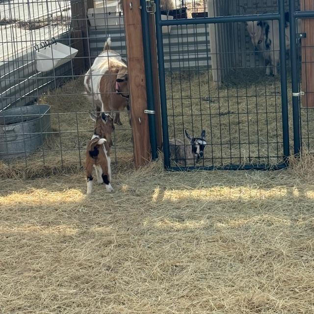 George is the one outside of the shelter. He is the only baby boy we got this spring.