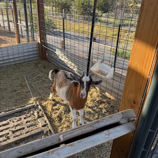 Here is the guilty party--George. He is always shoving the little shelter over and going between it and the wall and then he gets stuck. Yesterday afternoon, Matt moved it over.