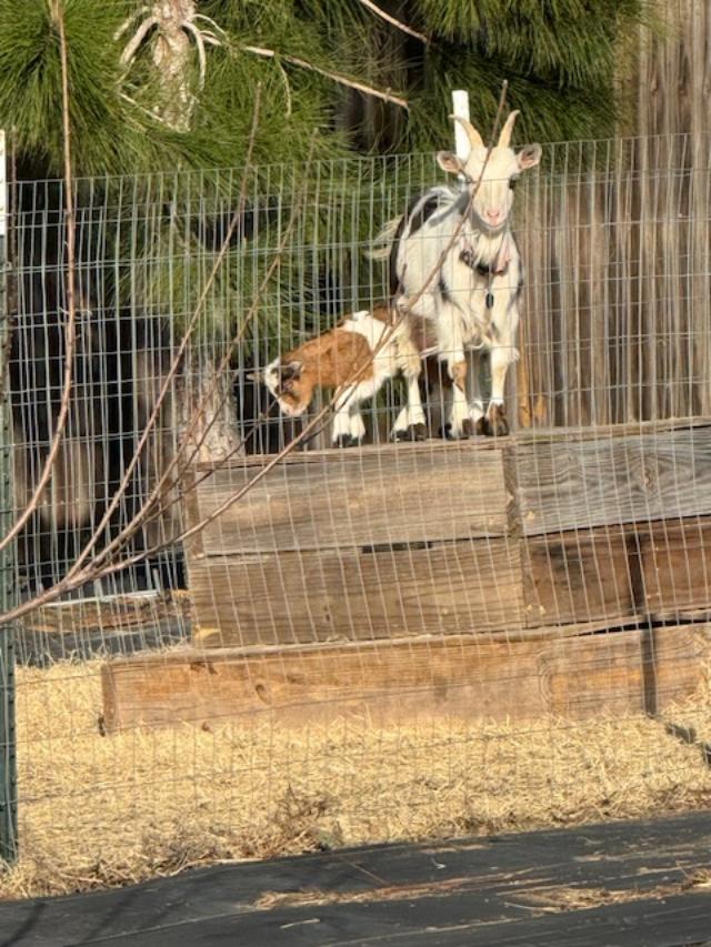 Taken from the orchard, George and Trixie are on their new wooden platform.