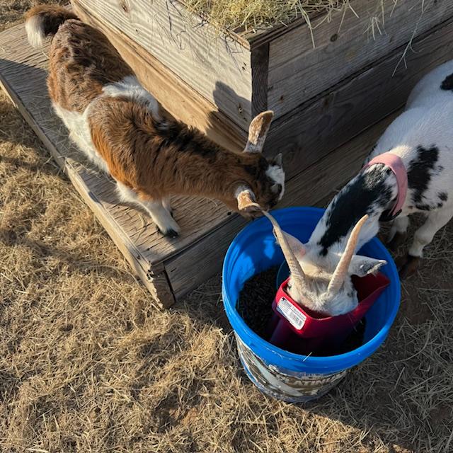George is Gracie's twin brother along with their mom, Trixie.