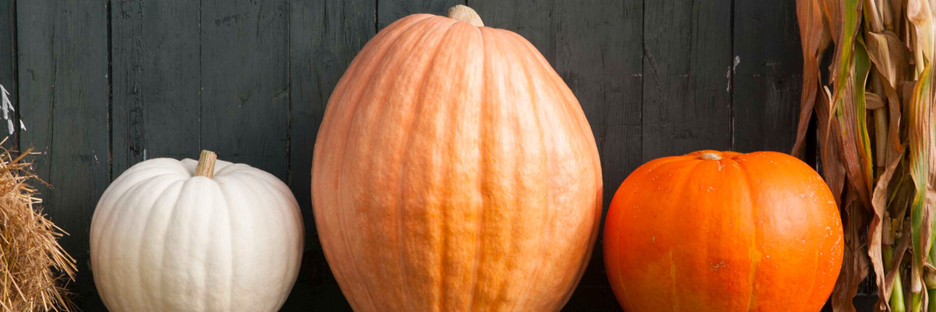 Happy Halloween with some of our giant pumpkins from David's Garden Seeds®!