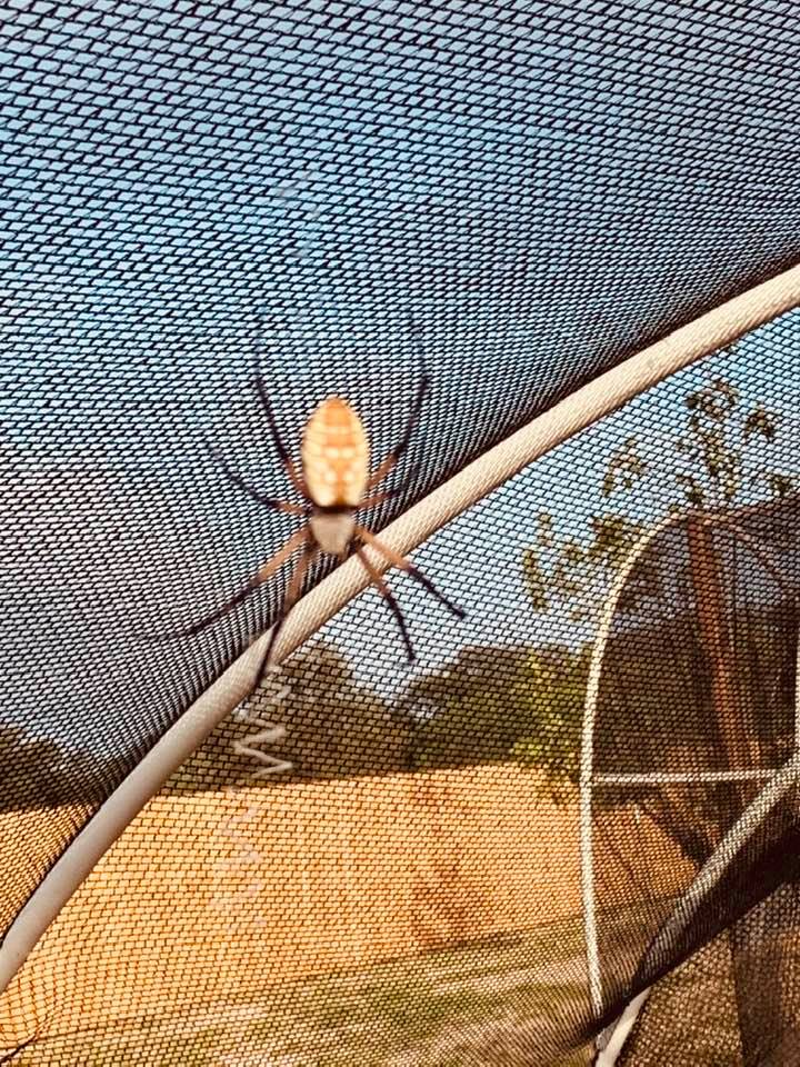 Unfortunately, most of the web did not come out in the photo. I had to duck down to not hit it. I almost walked right into it. Unfortunately, most of the web did not come out in the photo. I had to duck down to not hit it. I almost walked right into it.