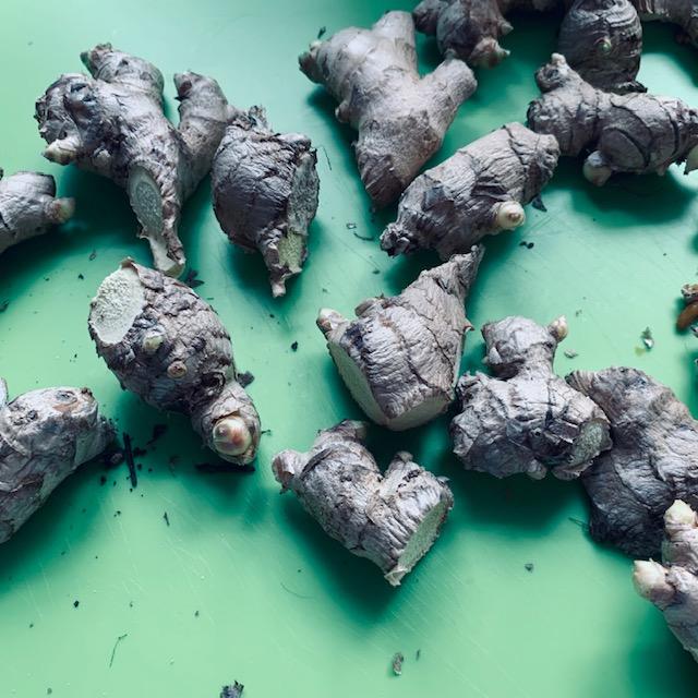 Ginger pieces are ready to plant.