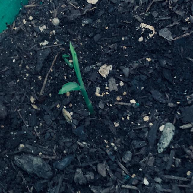 This is one of the ginger shoots growing in my cloth pots.