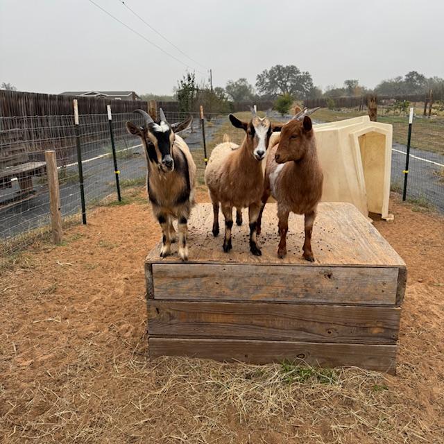 Gracie, Ethel, and Lucy up on the platform.