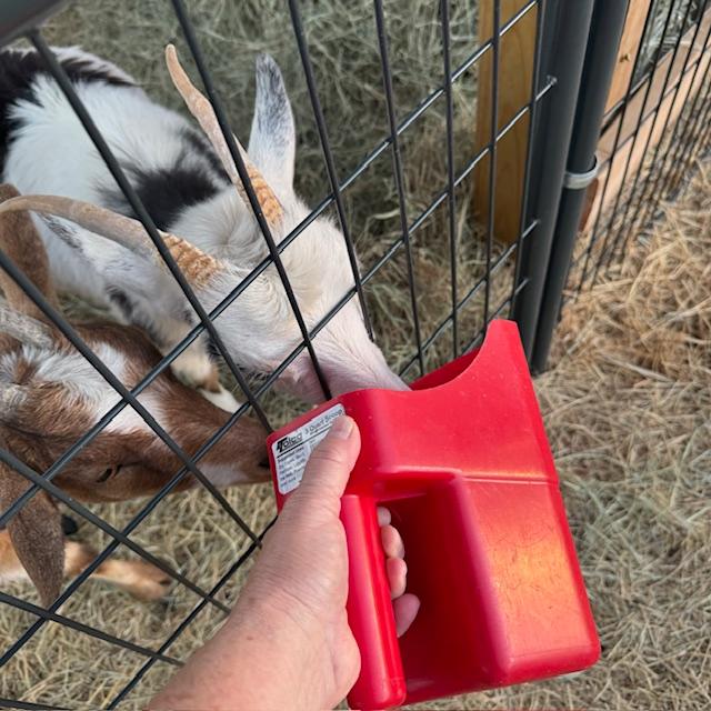 Alice and Trixie enjoying some goat treats.