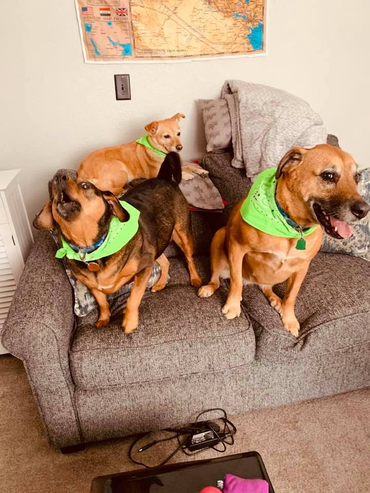 The girls are in the library sporting their neon green bandanas after getting groomed. They are adorable!