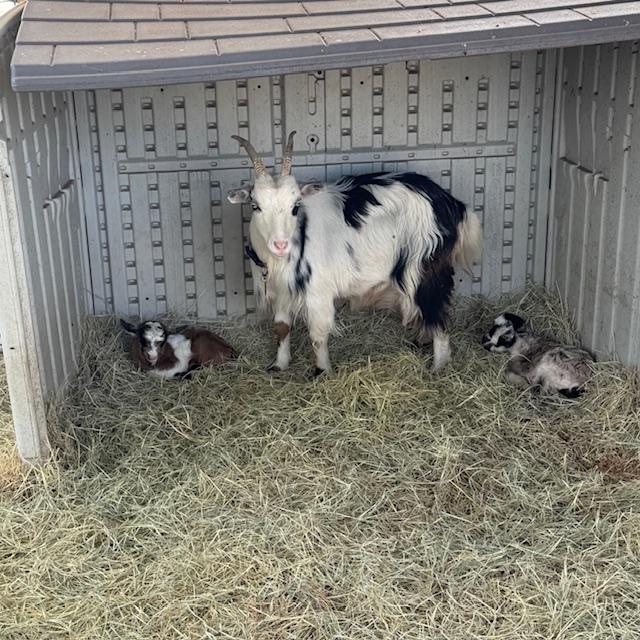 Baby A is on the left, Trixie, and then Baby B on the right.