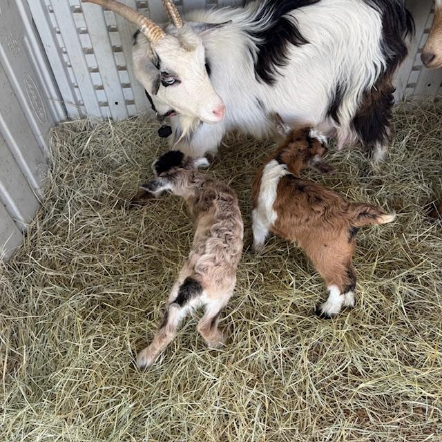 Baby Girl, Baby Boy with Mama Trixie in the back.