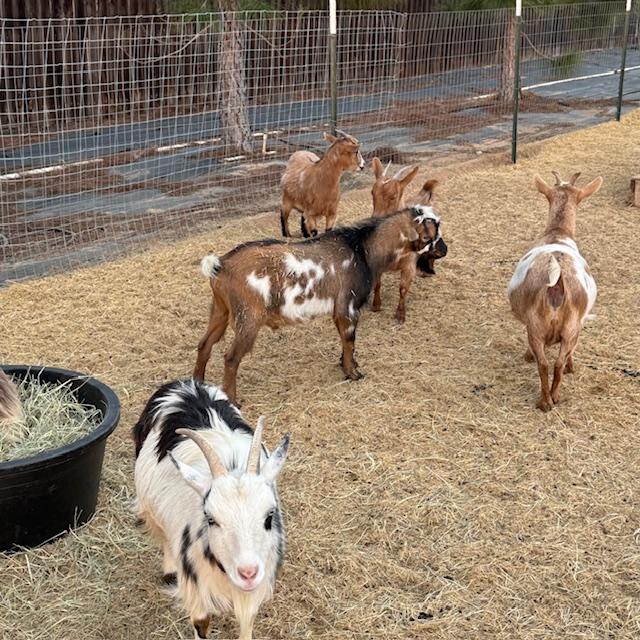 I had to chase them around the yard to get them to go in. I got my exercise for sure!