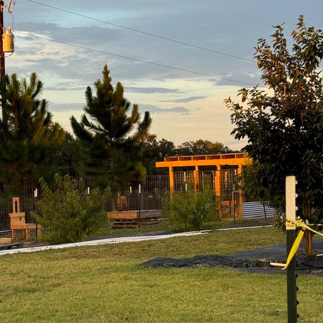 The goat pen is in our orchard near the pine trees. It is a pretty spot.