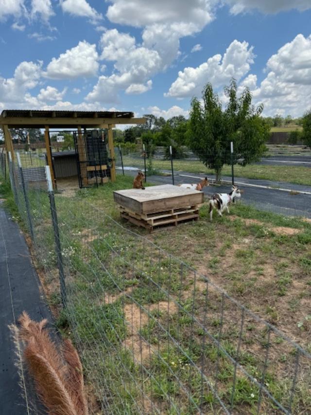 The goat yard is in the orchard.