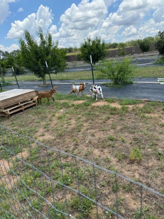 The goats are having fun running and jumping outside.