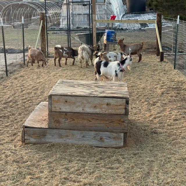 They want more treats but there is hay in their shelter for dinner. I just can't get them to go in even though the sun is dropping...