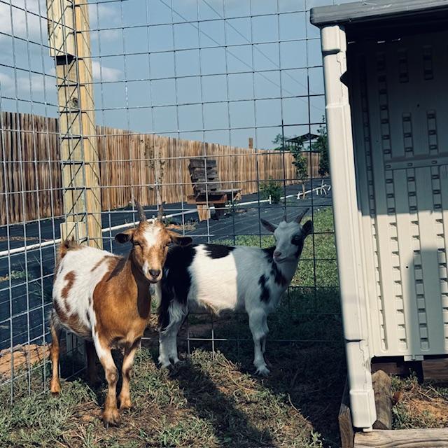 Aren't they pretty? They have a small shelter for the time being in case it rains (ha ha ha).
